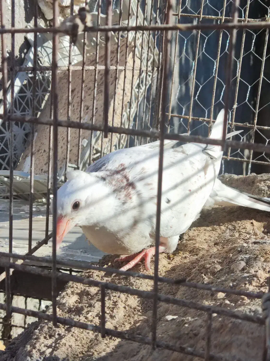 جوجه سار کاکلی|پرنده|تربتحیدریه, آغوی|دیوار