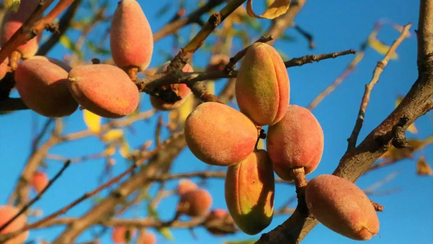 نهال برتر تخصص ماست|خدمات باغبانی و درختکاری|سجاس رود, |دیوار