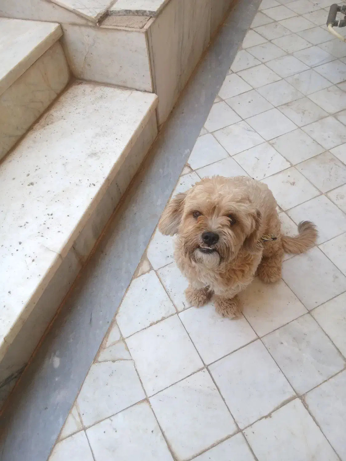 سگ خانگی فهمیده|سگ|طبس, |دیوار