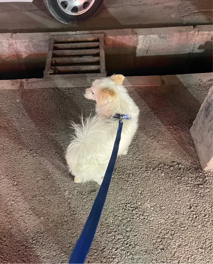 گمشده|حیوانات|اردبیل, |دیوار