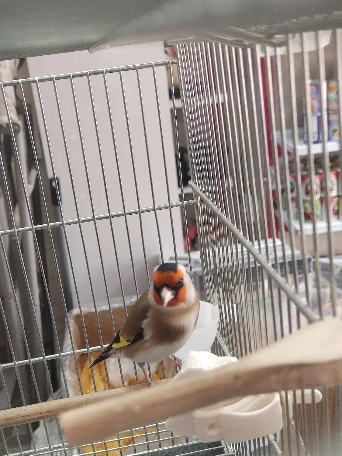 سهره|پرنده|اراک, |دیوار