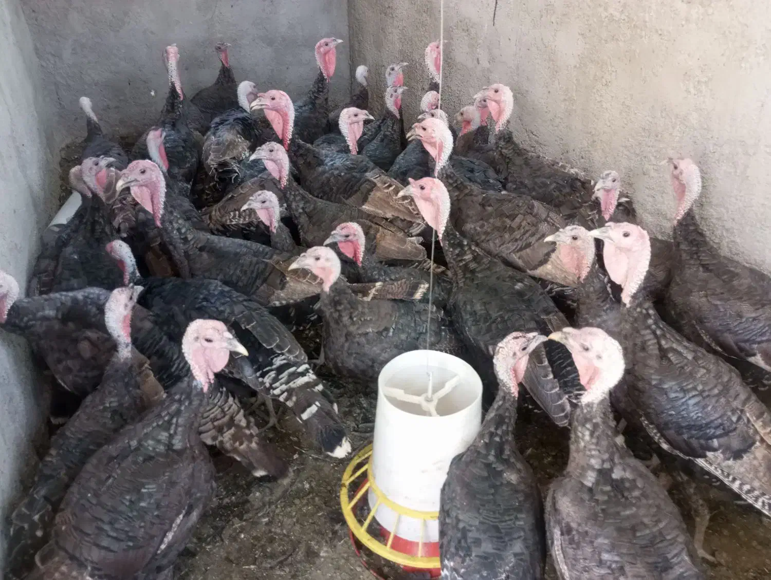 بوغلمون برنز انگلیسی|حیوانات مزرعه|بروجرد, |دیوار