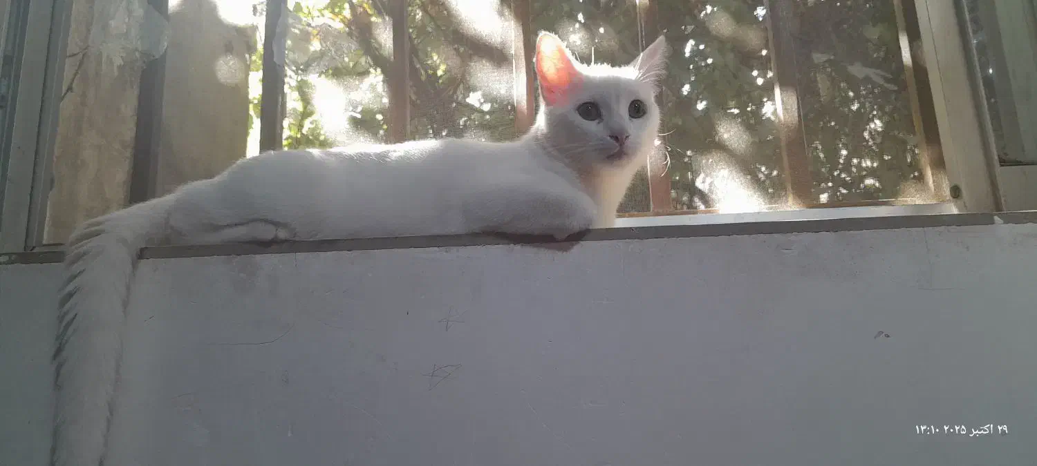 گربه|گربه|گالیکش, |دیوار