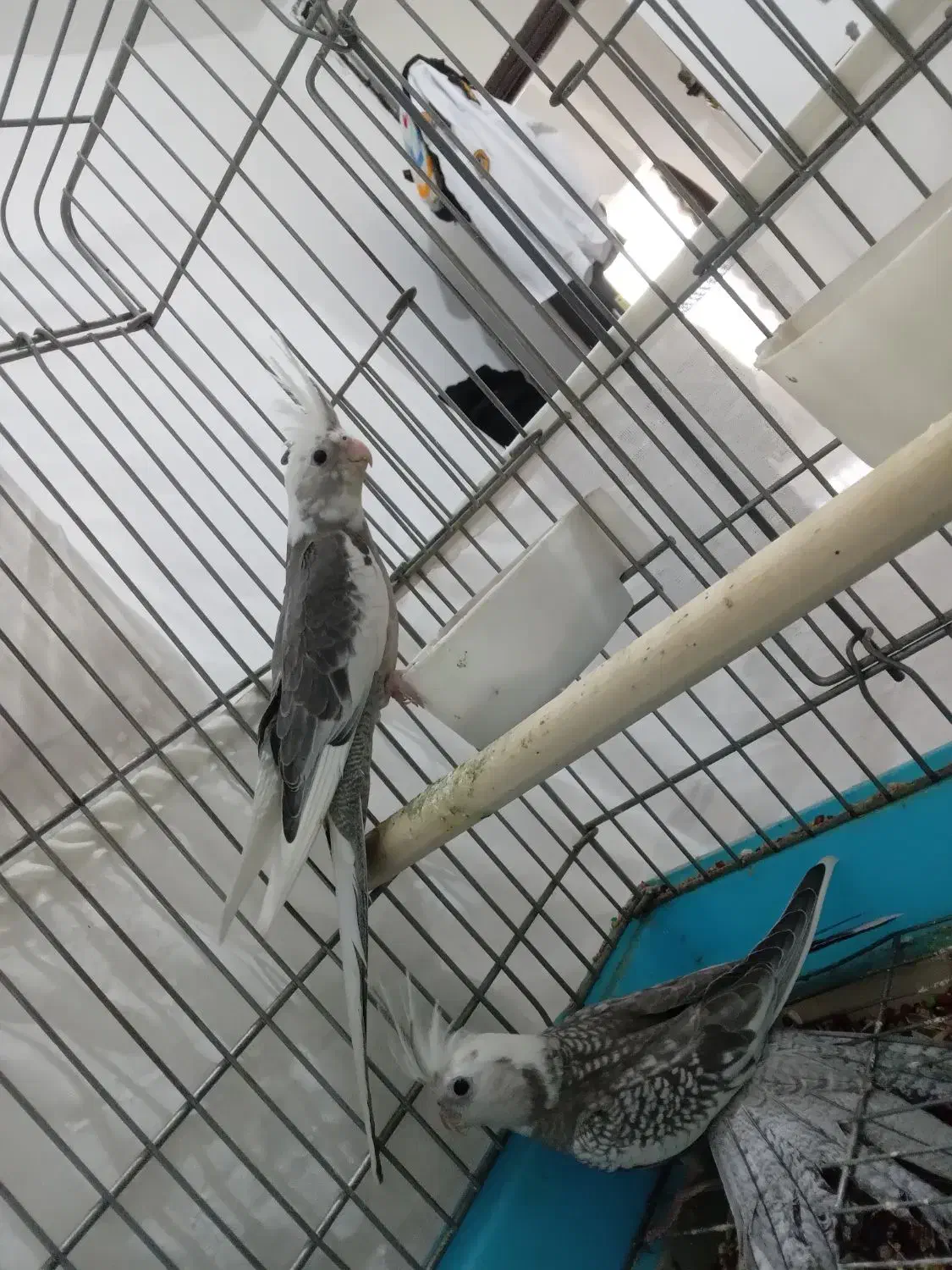 عروس هلندی|پرنده|سرپل ذهاب, |دیوار