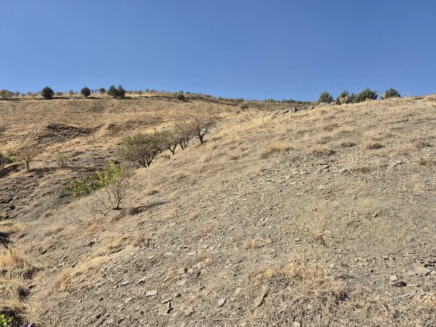 فروش باغ ۳۷۰۰متری حیدره زیرپارک جنگلی|فروش دفتر صنعتی، کشاورزی، تجاری|همدان, |دیوار