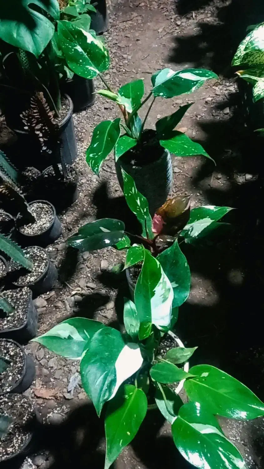 گلخونه پیچک|خدمات باغبانی و درختکاری|فاضل آباد, |دیوار