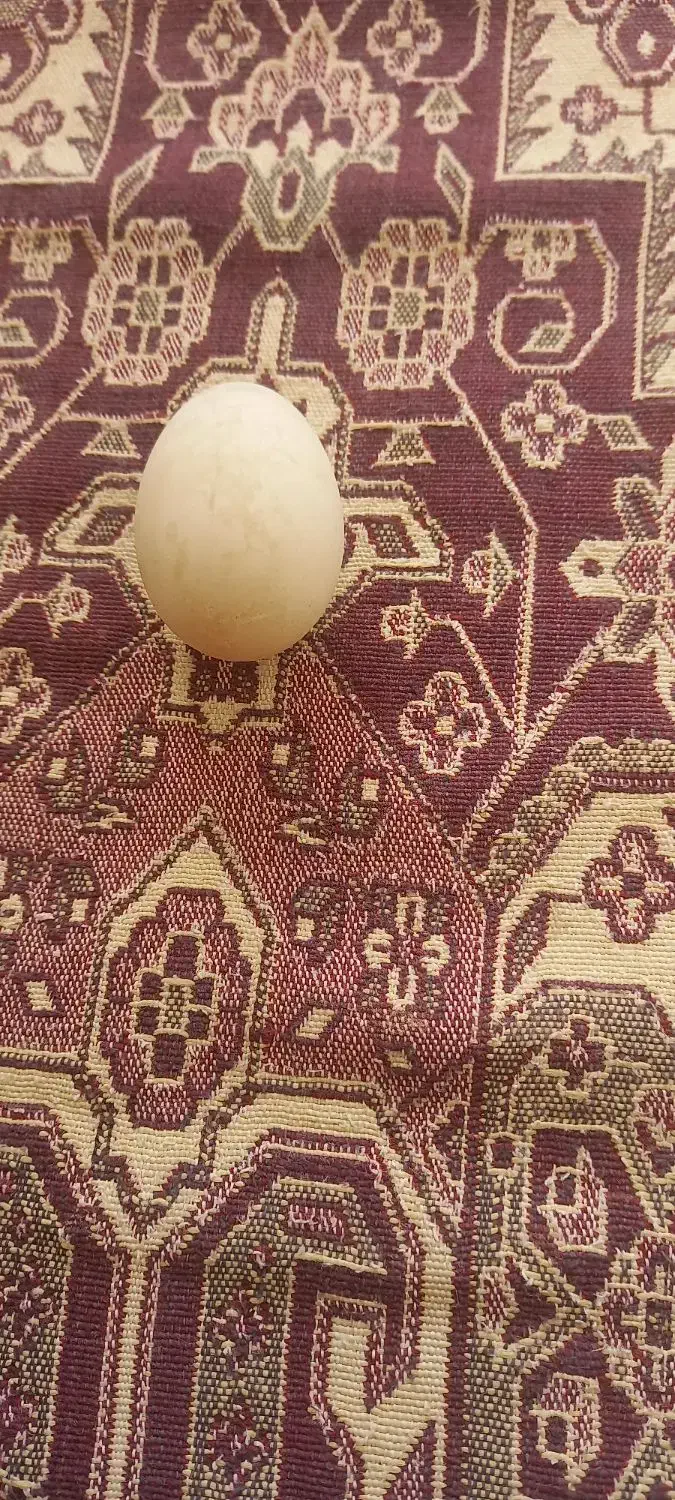 اردک تخمی|حیوانات مزرعه|بیرجند, |دیوار