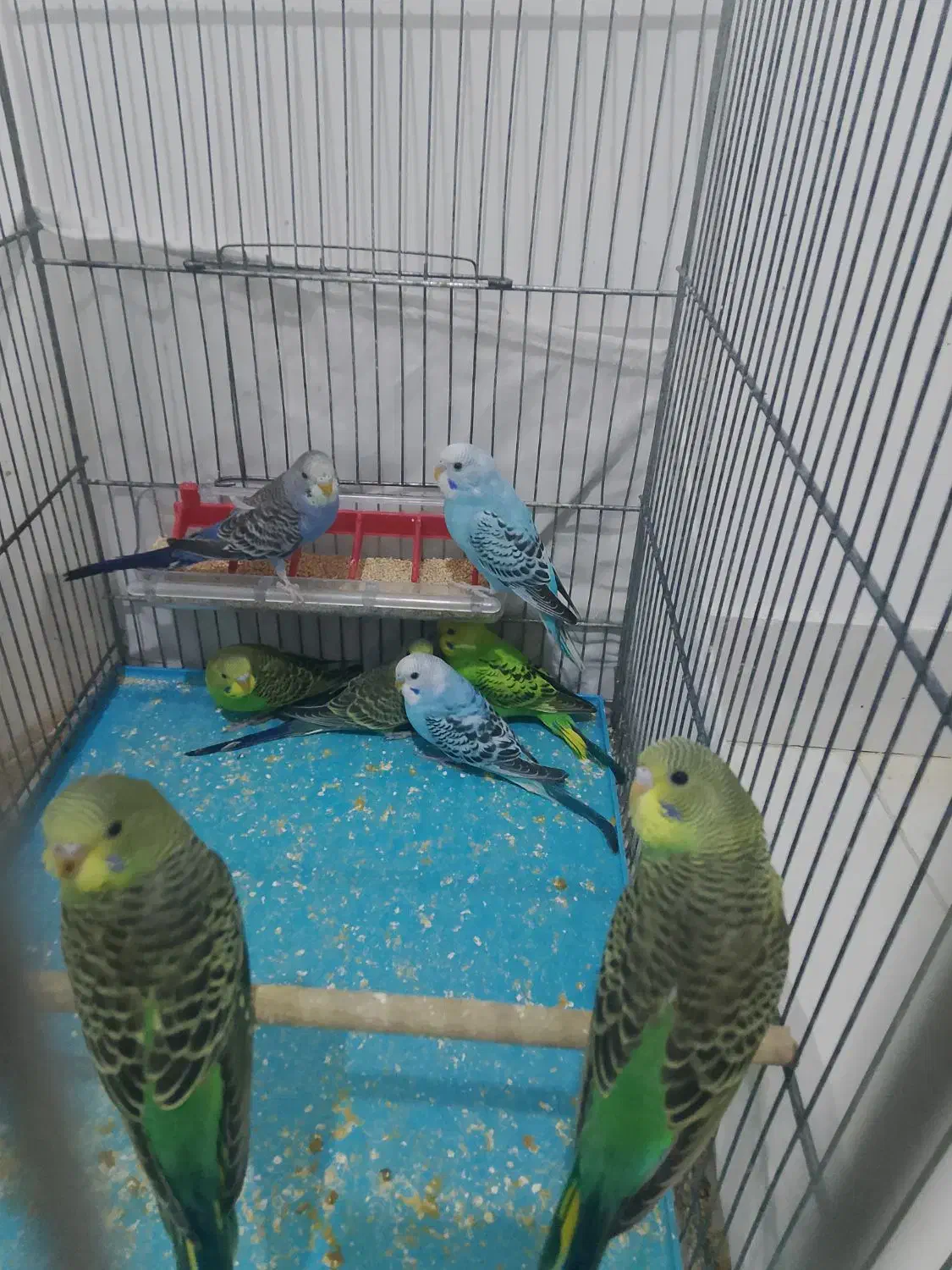 مرغ عشق جوجه و مولد|پرنده|ری, علایین|دیوار