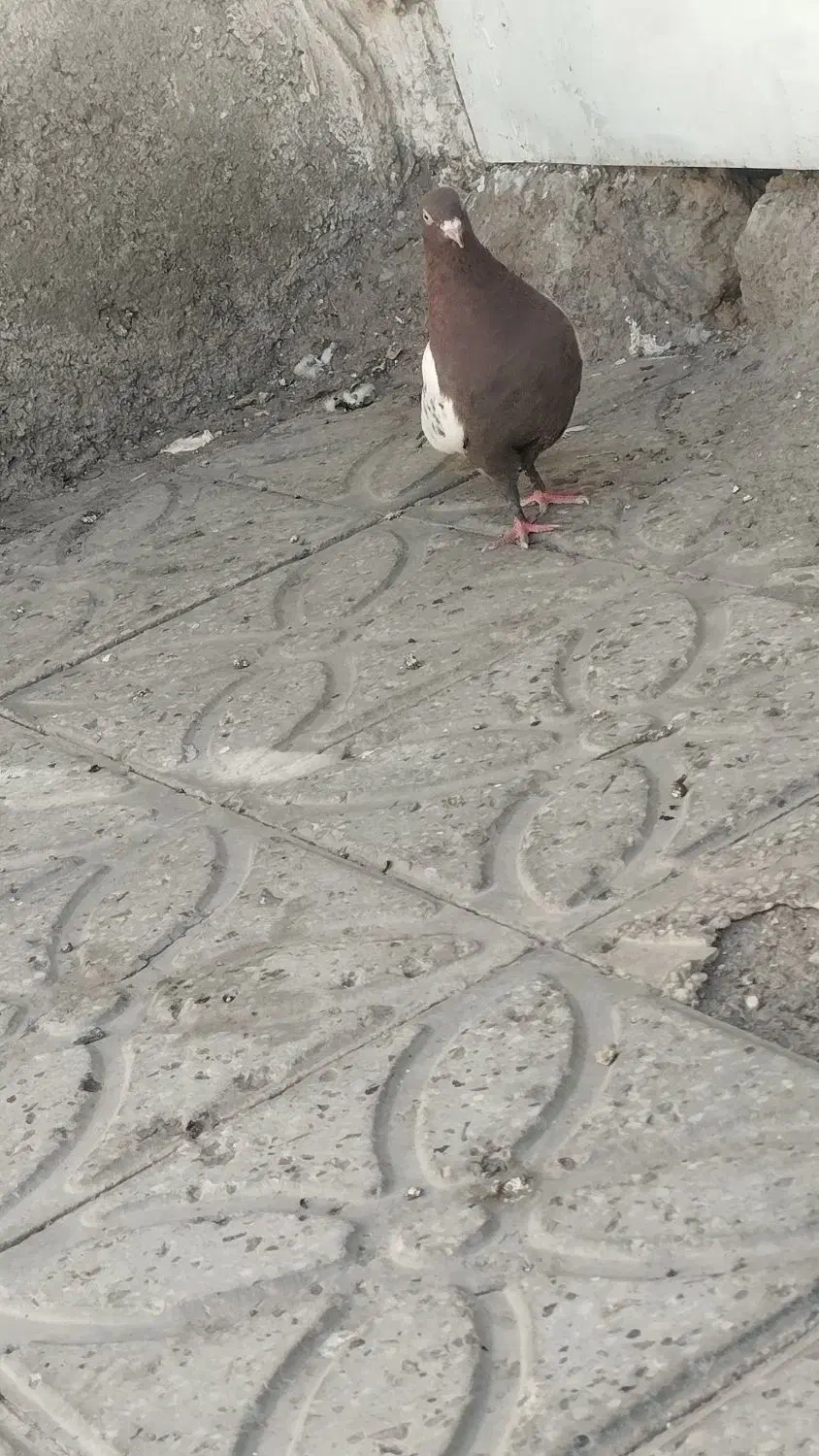 ماده سینه سرخ|پرنده|قائن, |دیوار