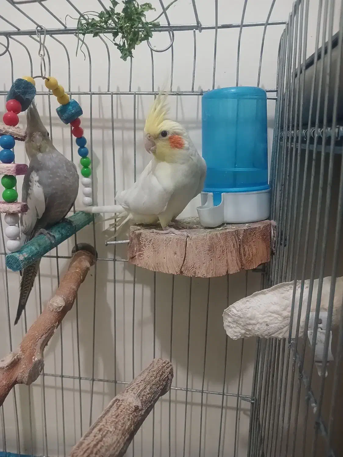 عروس هلندی|پرنده|پاکدشت, شهرک امام رضا|دیوار