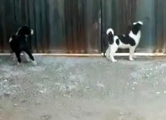 سگ.،،|سگ|شیراز, فرگاز|دیوار