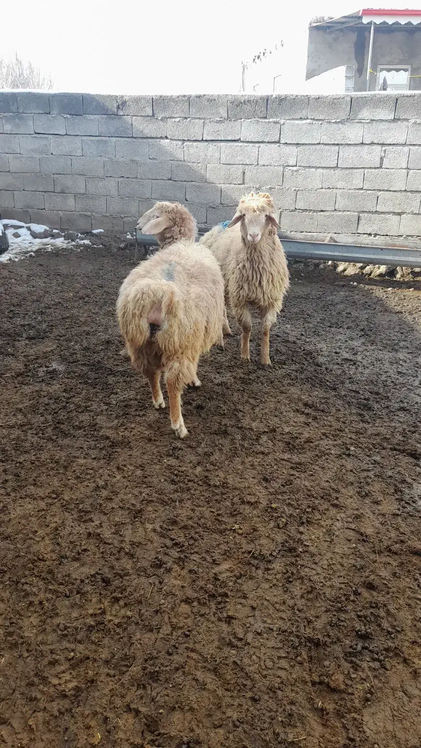 بره نر|حیوانات مزرعه|مشگین شهر, |دیوار