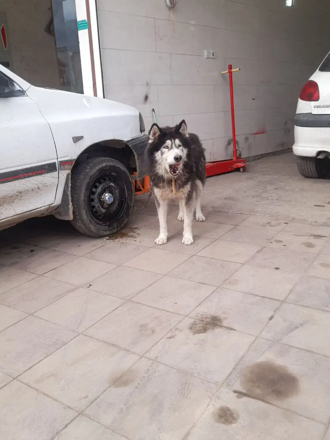 سگ هاسکی|سگ|علی‌آباد کتول, |دیوار