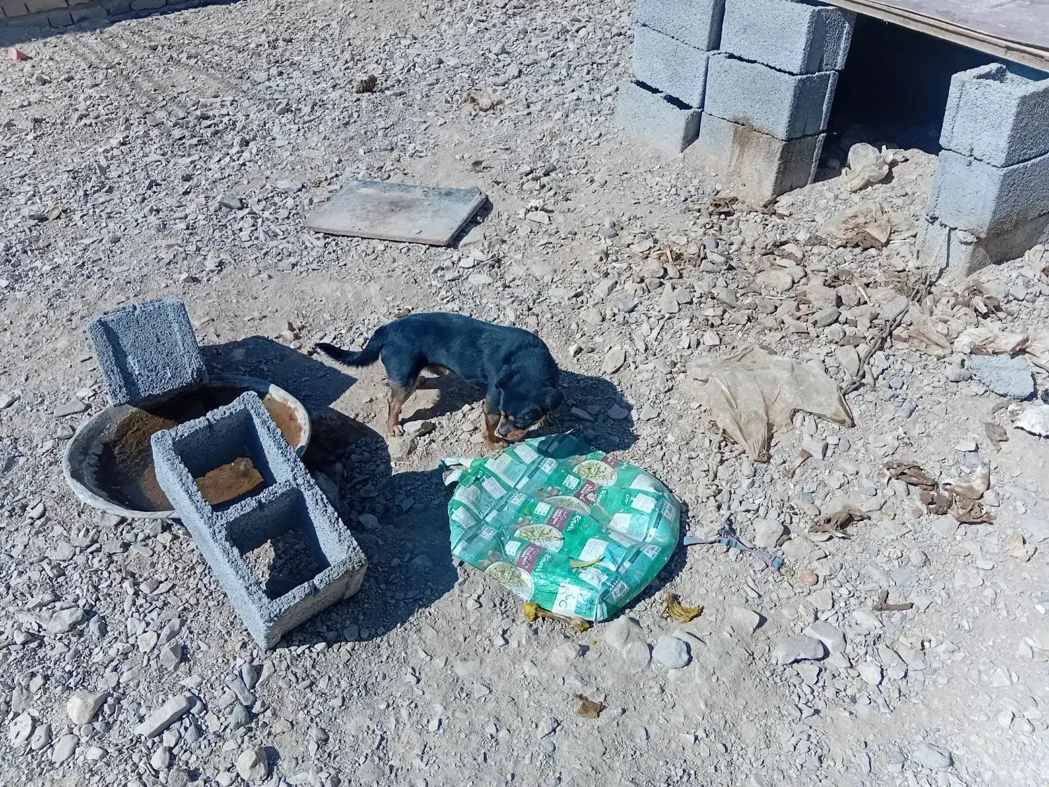 سگ خونگی|سگ|بردسیر, |دیوار