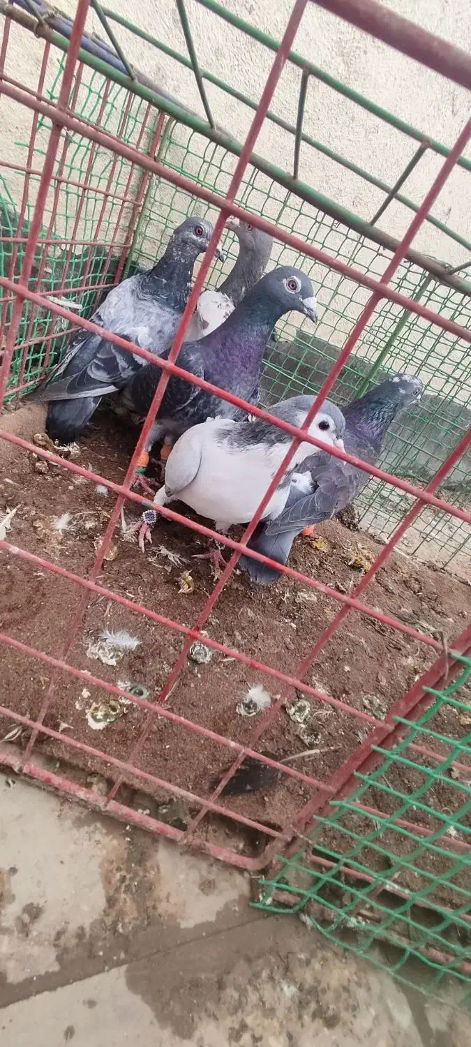 کبوتر پرشی|پرنده|فیروزه, |دیوار