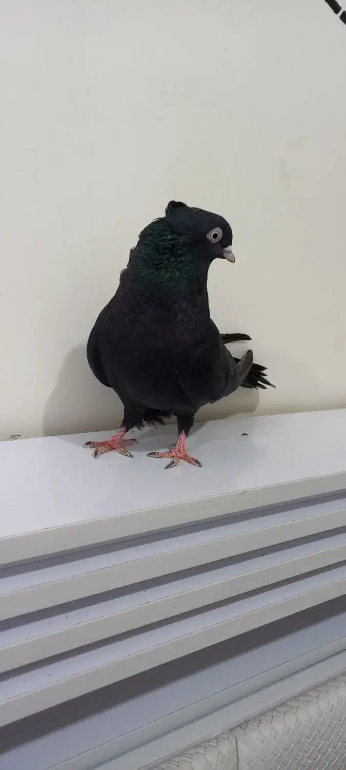 زاغ ابادنی نر جوان|پرنده|شوشتر, |دیوار