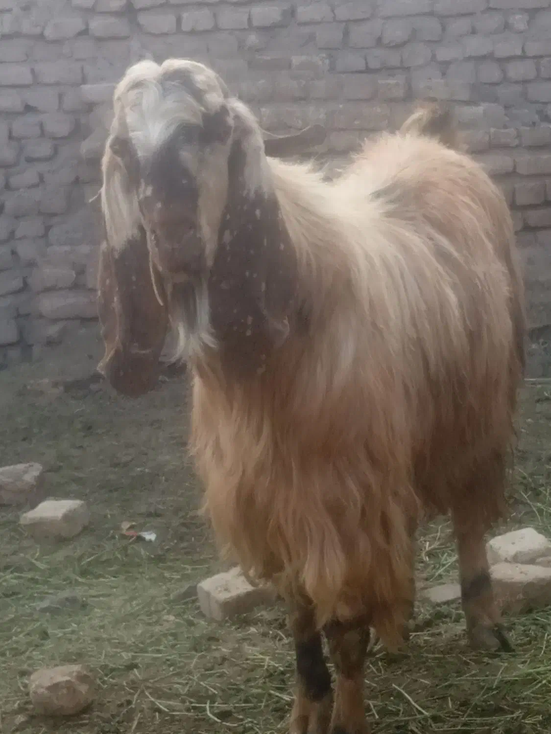 نر بز|حیوانات مزرعه|جلگه رخ, |دیوار