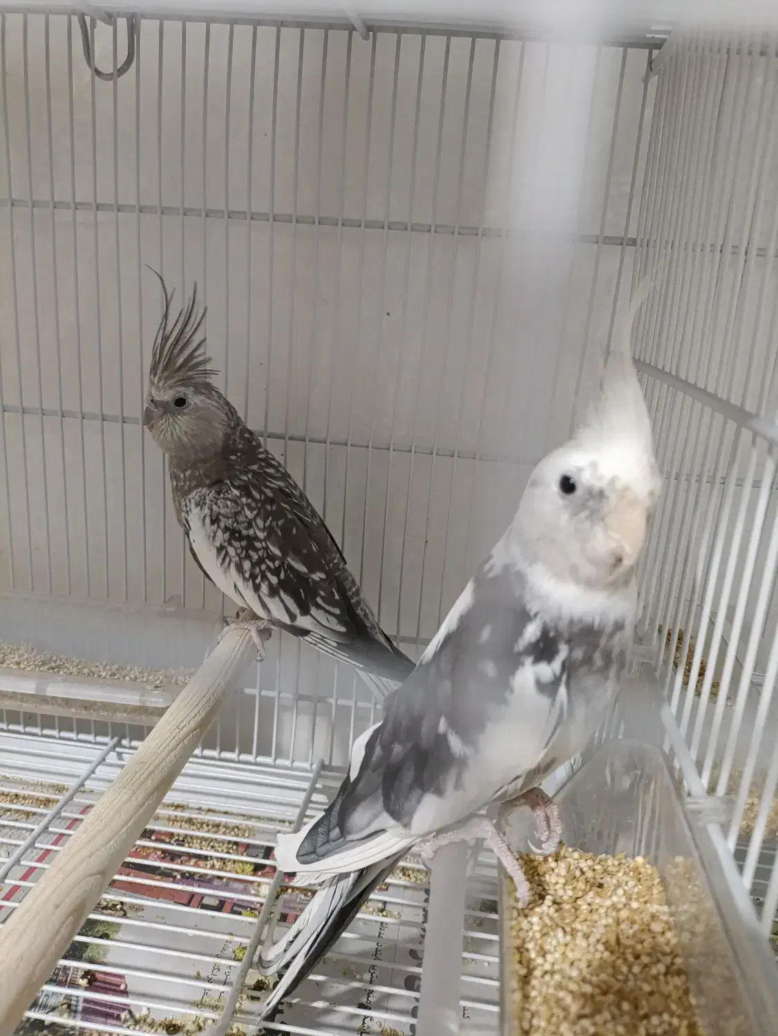 عروس هلندی مولد واقعی|پرنده|بومهن, |دیوار