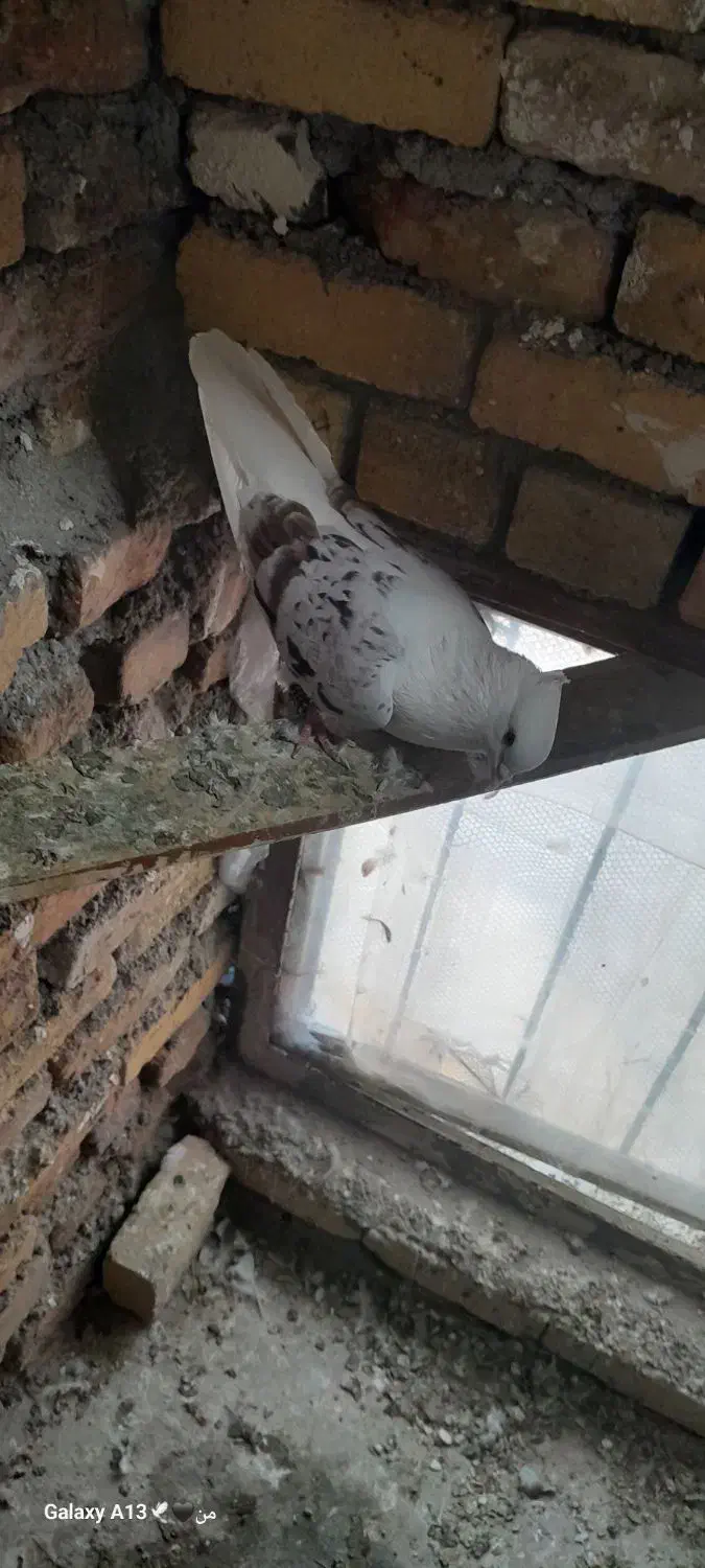 گرده ای|پرنده|دورود, |دیوار