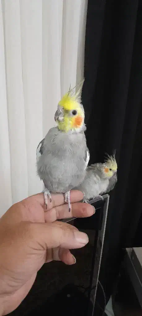 عروس هلندی جفت|پرنده|هشتگرد, مدرس|دیوار