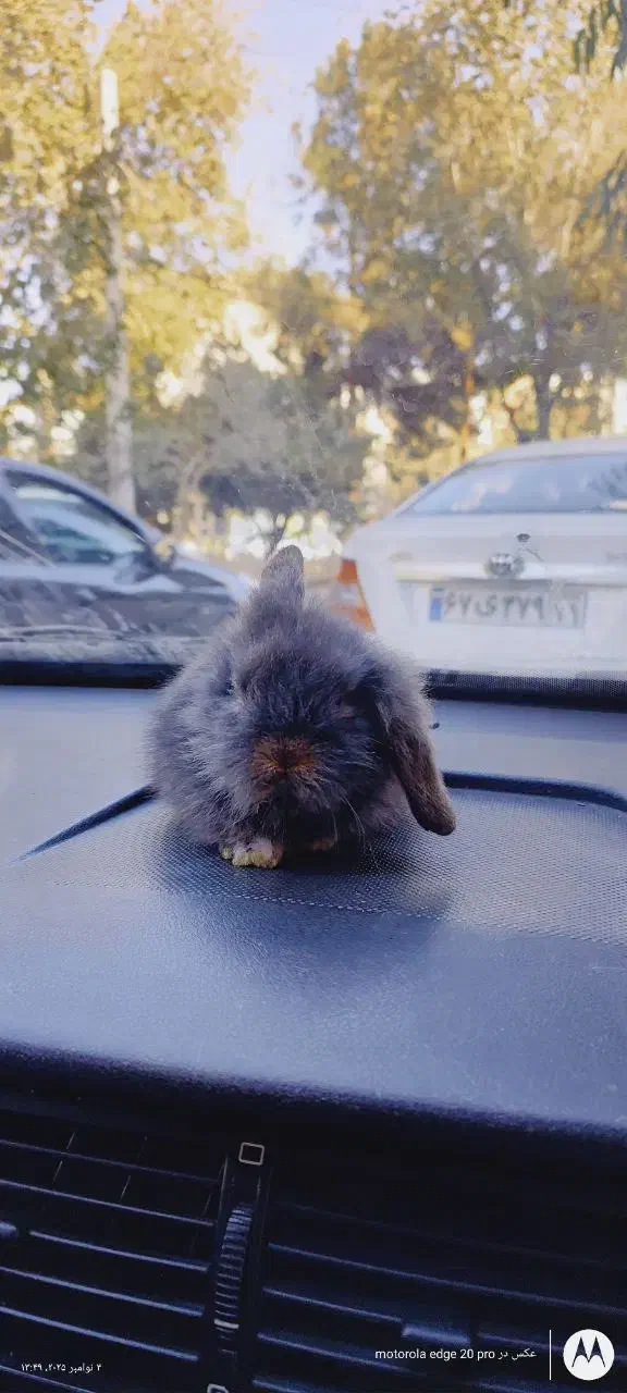 خرگوش های زیبا|موش و خرگوش|قم, جهان بینی|دیوار