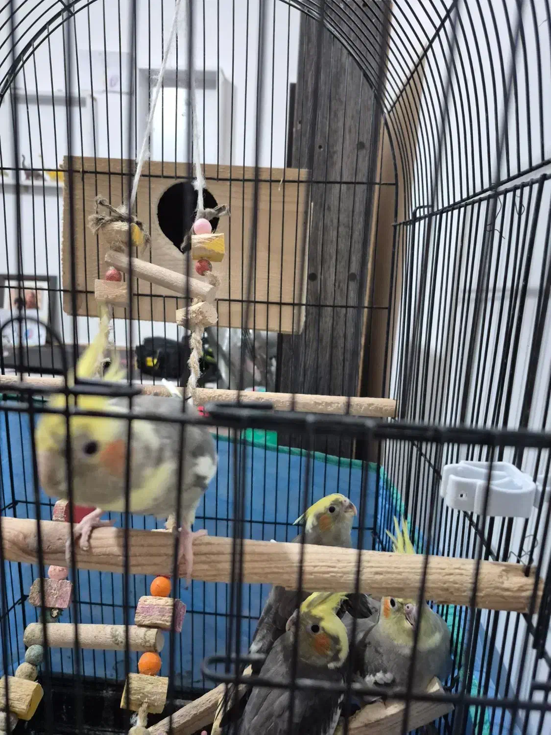 جوجه عروس هلندی|پرنده|رشت, کوی مهر|دیوار