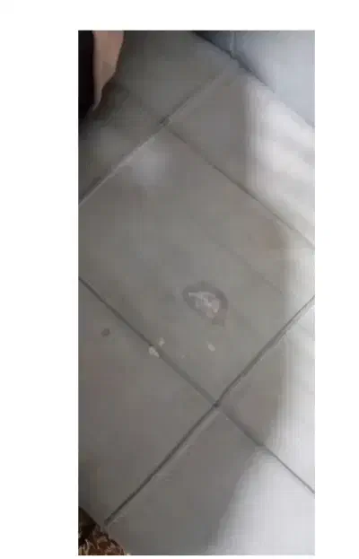 مبل|مبلمان خانگی و میز عسلی|بندرعباس, |دیوار