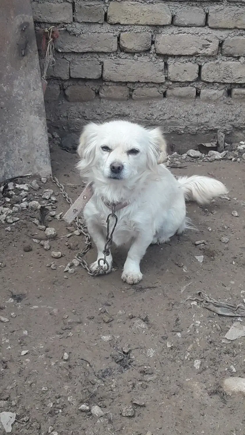 سگ خارجی|سگ|نهاوند, |دیوار