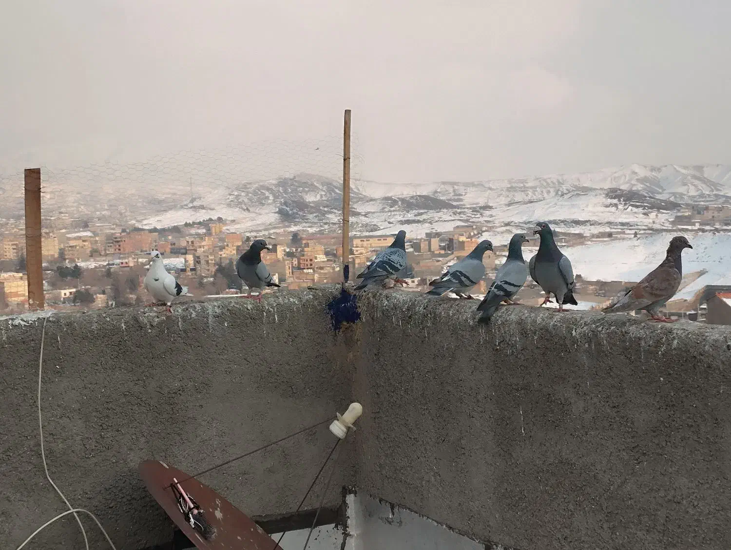 کبوتر شهرستانی پرشی|پرنده|بومهن, |دیوار