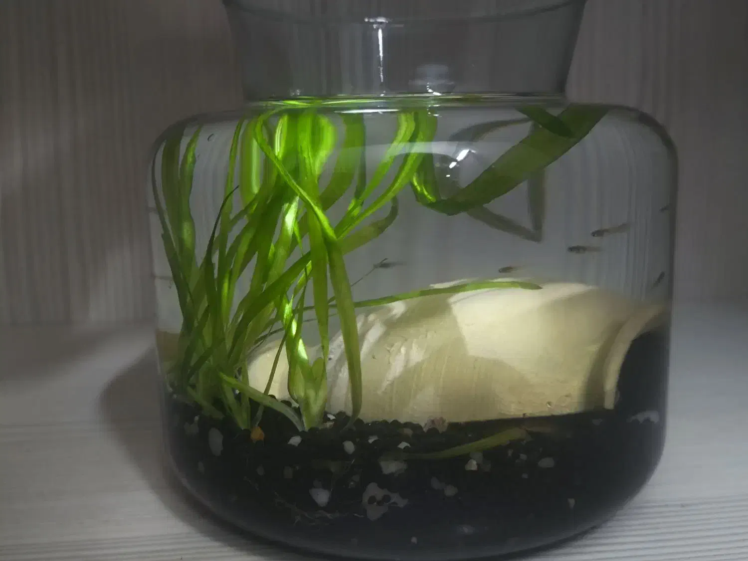 تنگ با ماهی و گیاه|ماهی|اصفهان, همدانیان|دیوار