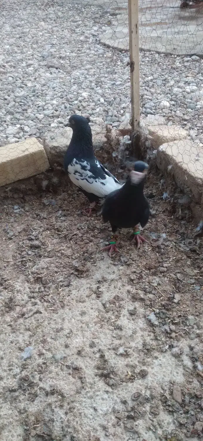 ۴تا کبوتر رنگی|پرنده|اسفرورین, |دیوار