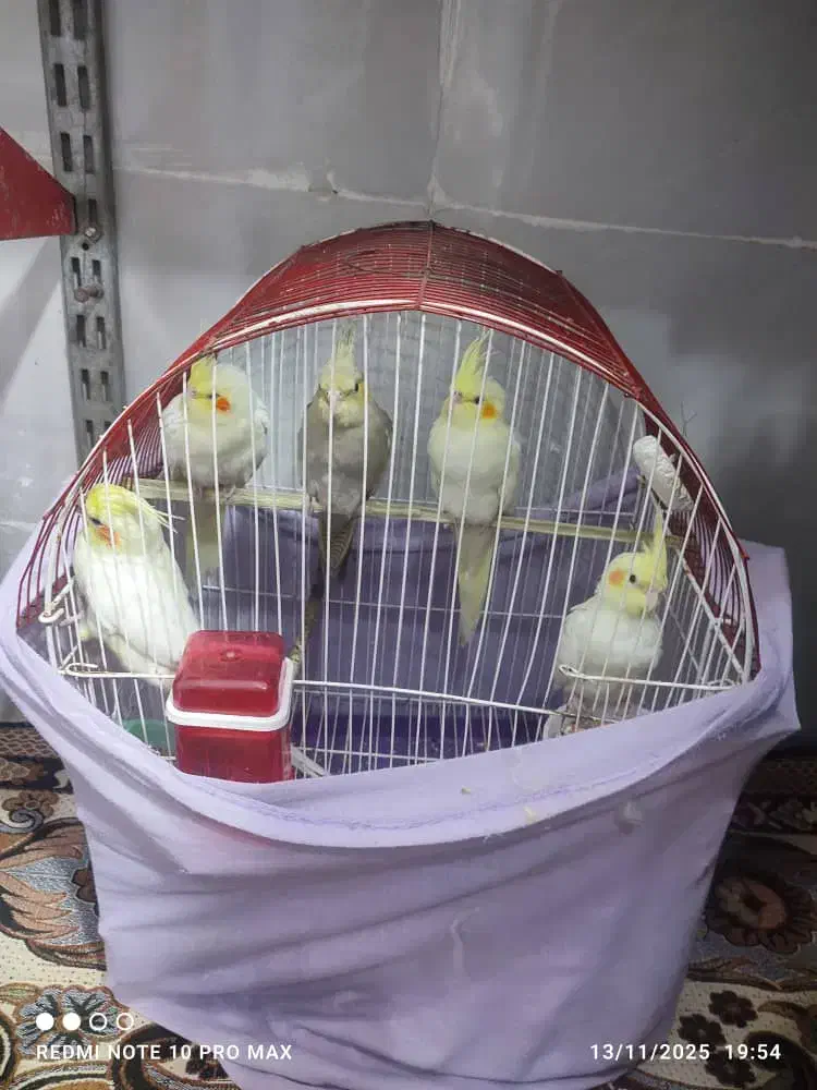 عروس هلندی|پرنده|رامشیر, |دیوار