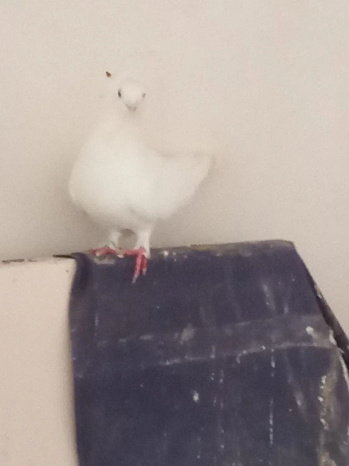 کبوتر پروازی است|پرنده|ویلکیج, |دیوار