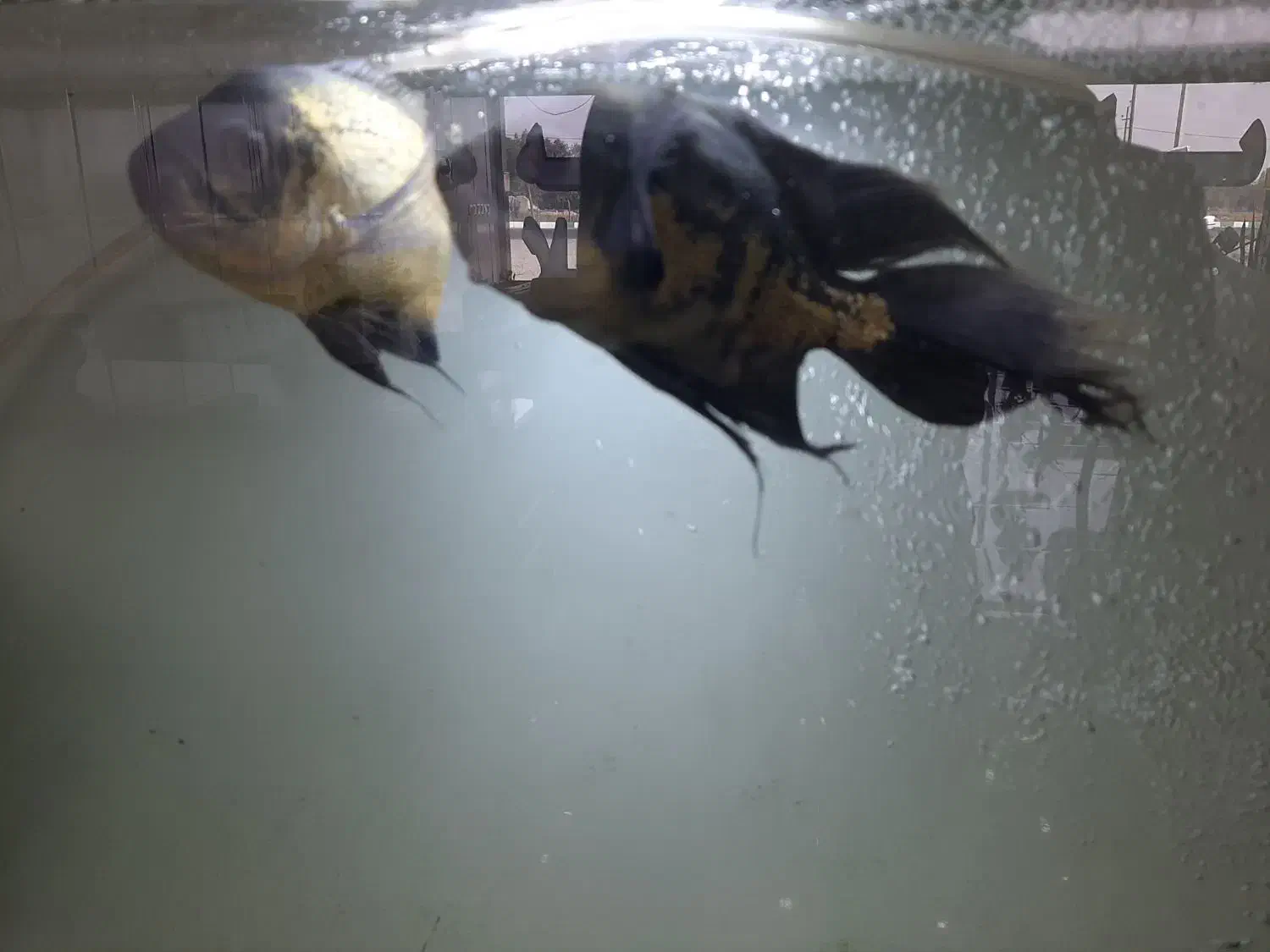 ماهی اسکار مولد|ماهی|ماهدشت, |دیوار