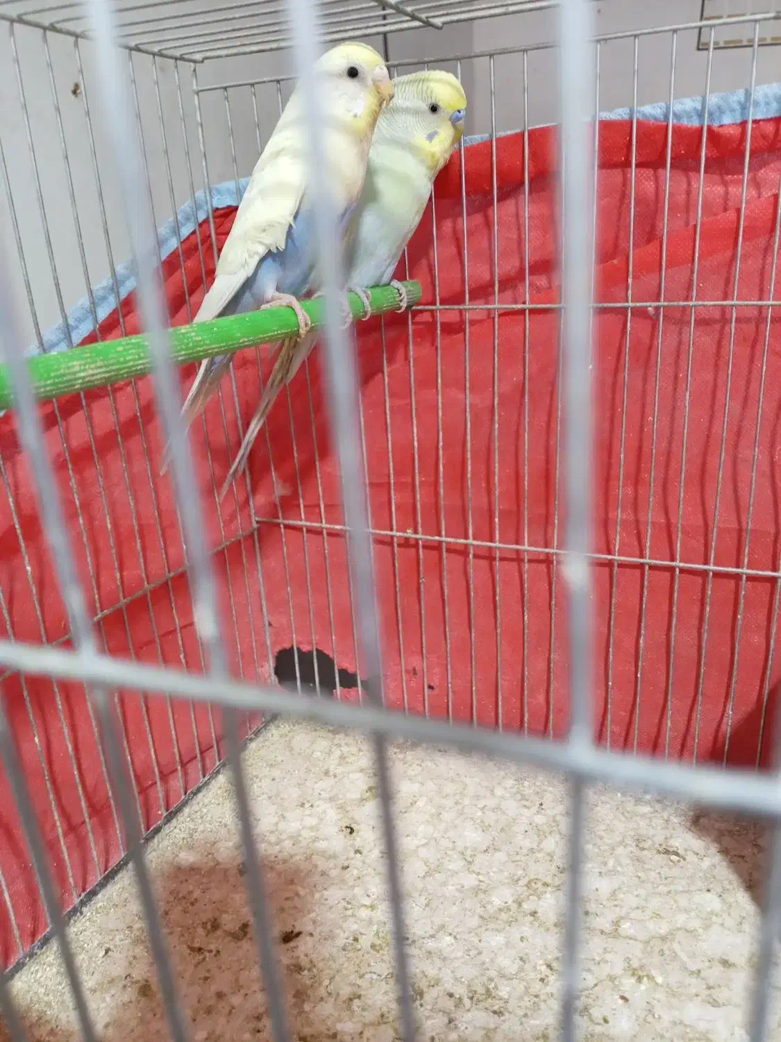 عشق|پرنده|خمینی‌شهر, |دیوار