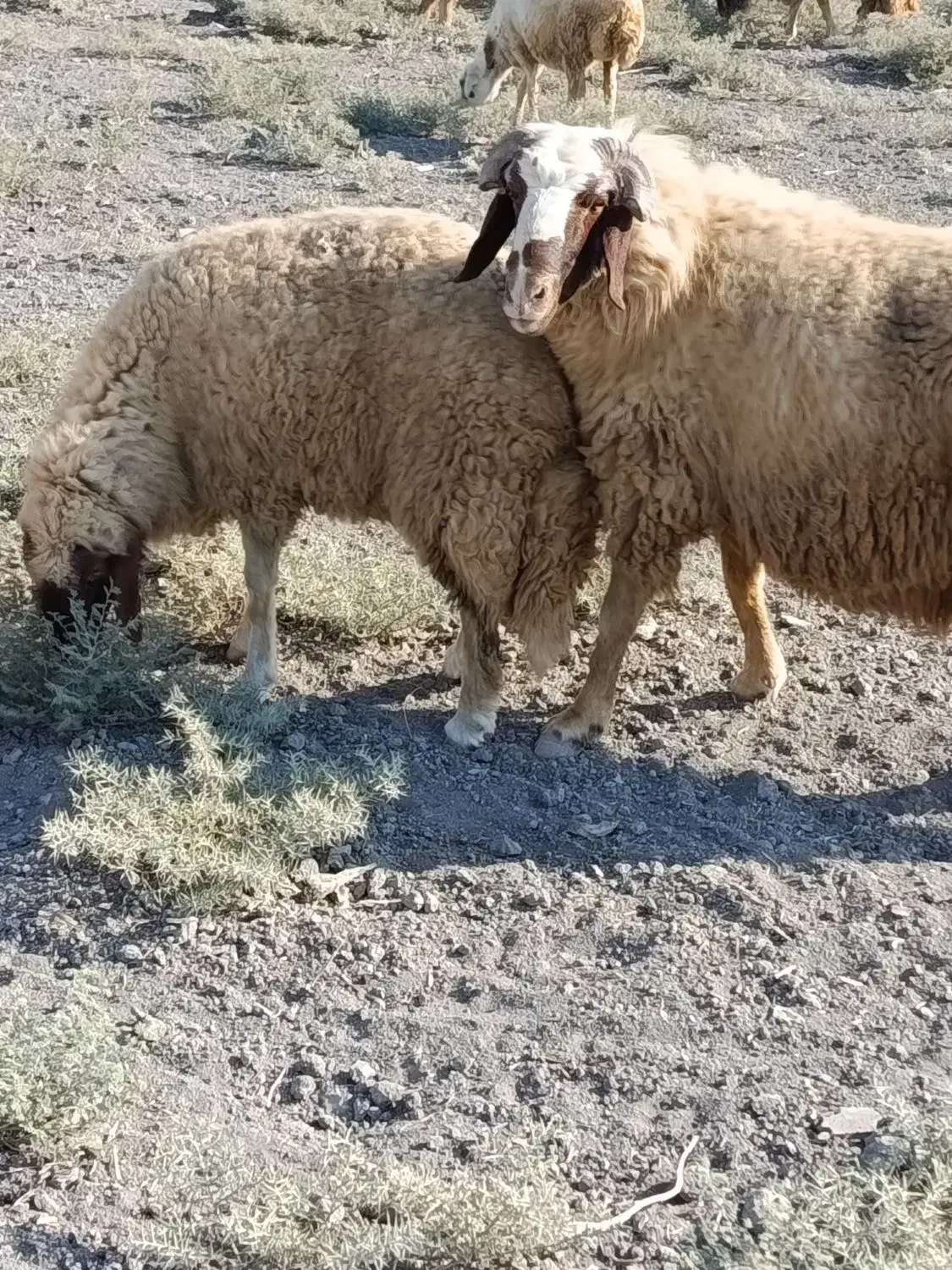 ورن سنجابی|حیوانات مزرعه|سرپل ذهاب, |دیوار