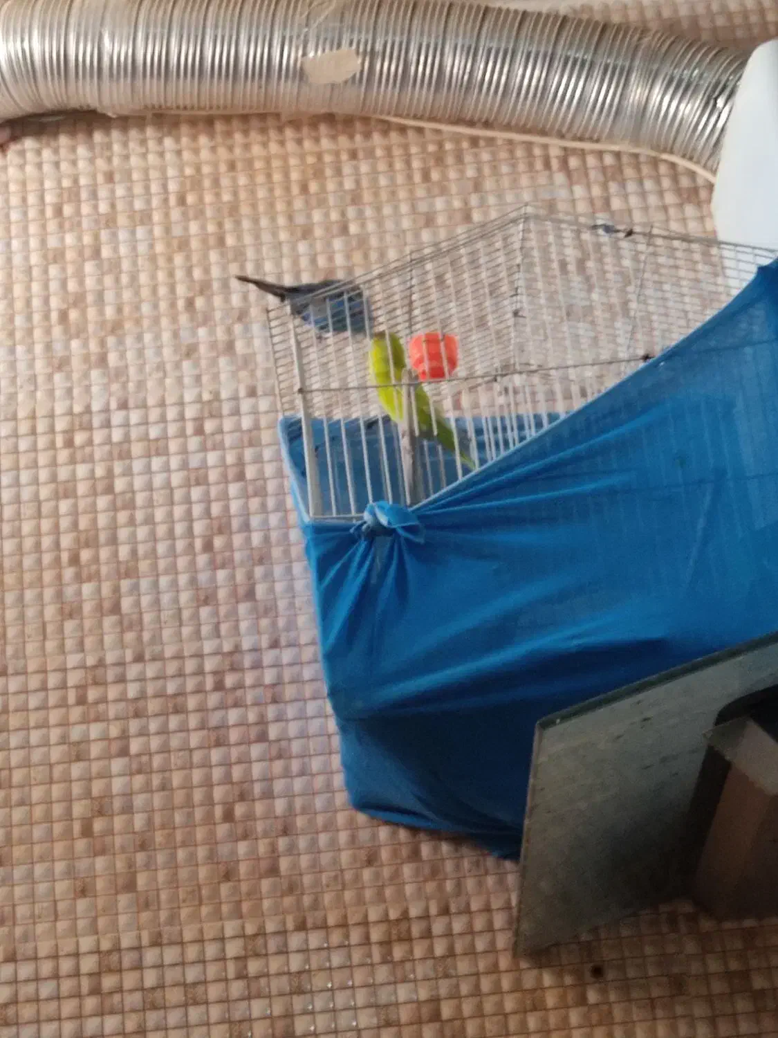 فنج زبرا|پرنده|بندر ماهشهر, |دیوار