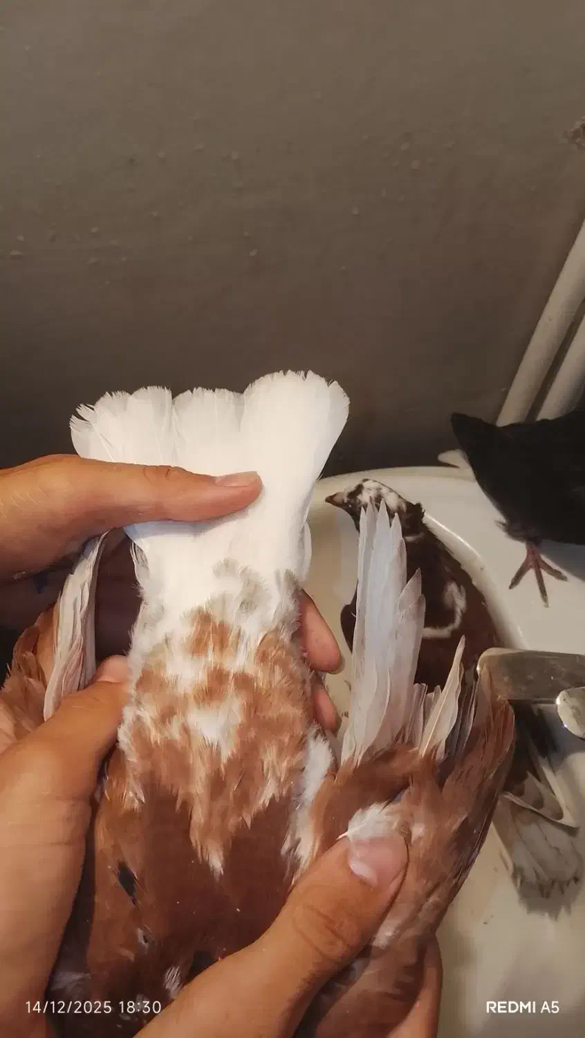 دوتا جوجه یکی گاشانی یکی دوم سفید|پرنده|خرمآباد, |دیوار