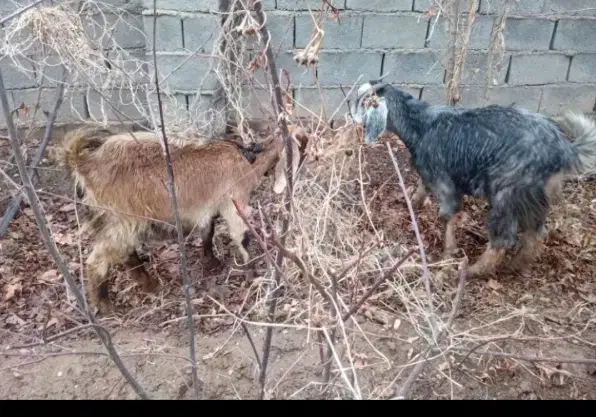 بزابستن|حیوانات مزرعه|اسفراین, |دیوار