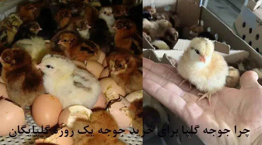 جوجه رسمی یک روزه|حیوانات مزرعه|قم, قلعه کامکار|دیوار