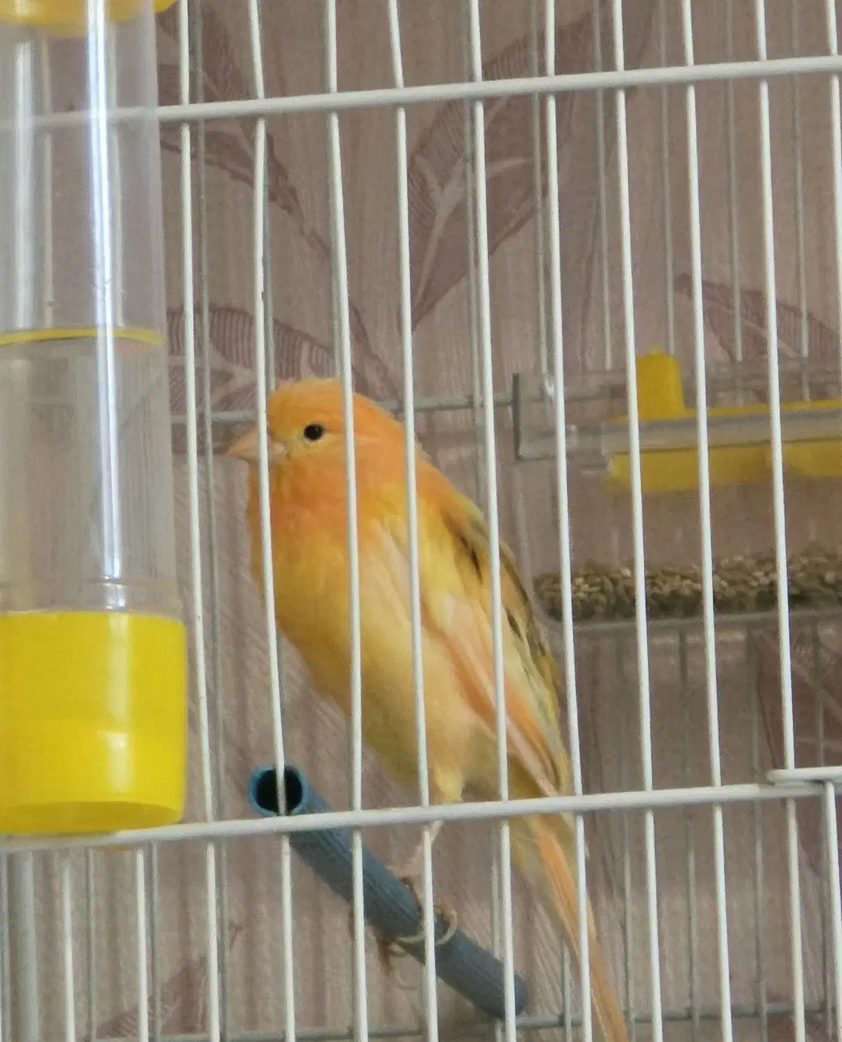 ماده ردفاکتور به همراه دو عددنر|پرنده|مشهد, شریف|دیوار