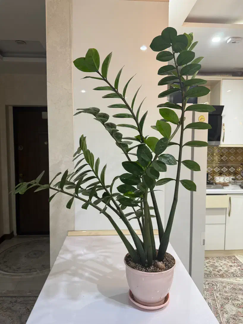 گل زاموفیلیا|گل و گیاه طبیعی|تهران, مشیریه|دیوار