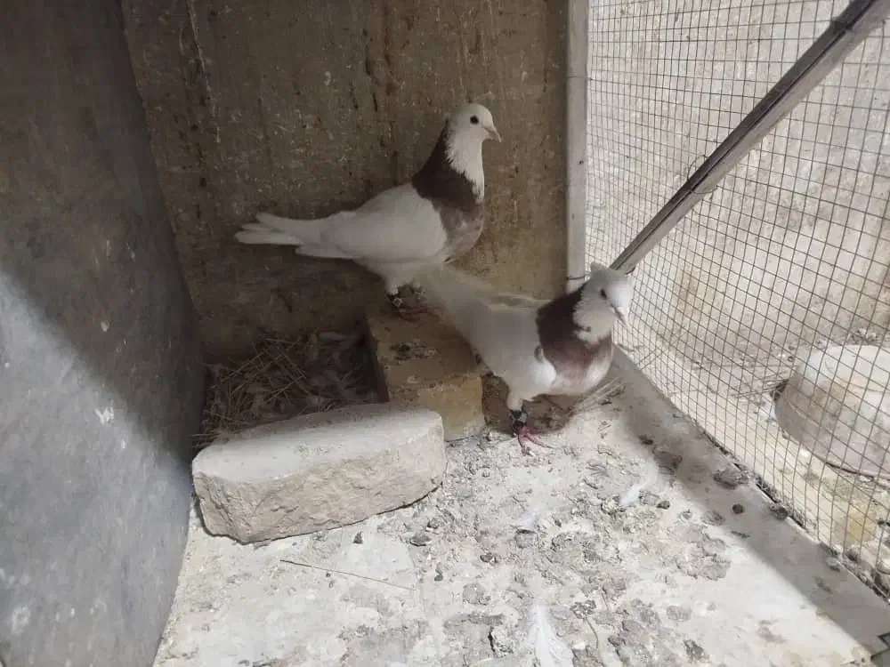 یک جفت کبوتر طوقی سرخ|پرنده|مبارکه, |دیوار