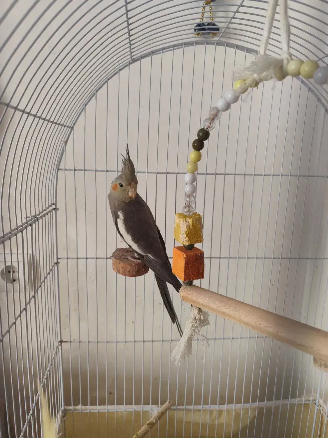 عروس هلندی نر ۵ ماهه|پرنده|فولادشهر, مسکن مهر فولادشهر|دیوار