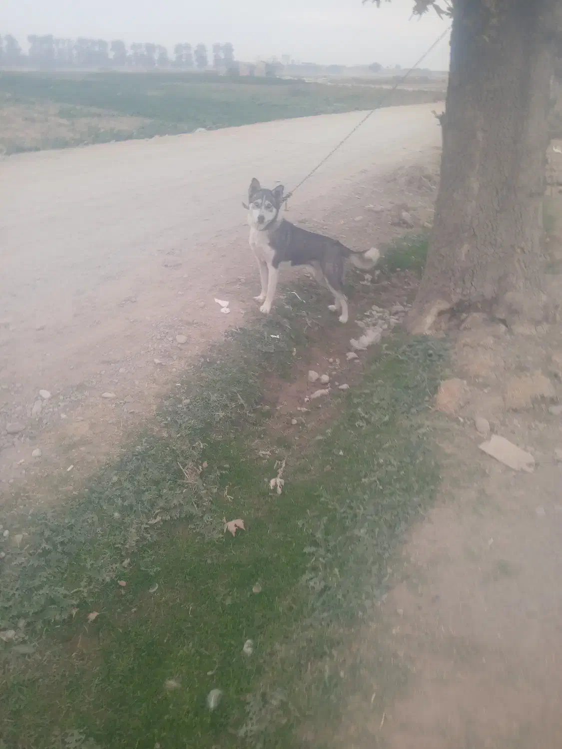 هاسکی|سگ|پیشوا, |دیوار