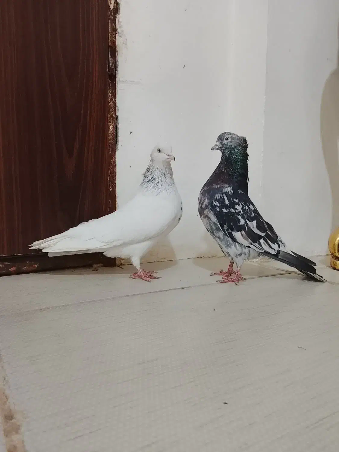 کبوتر|پرنده|آبکوه, |دیوار