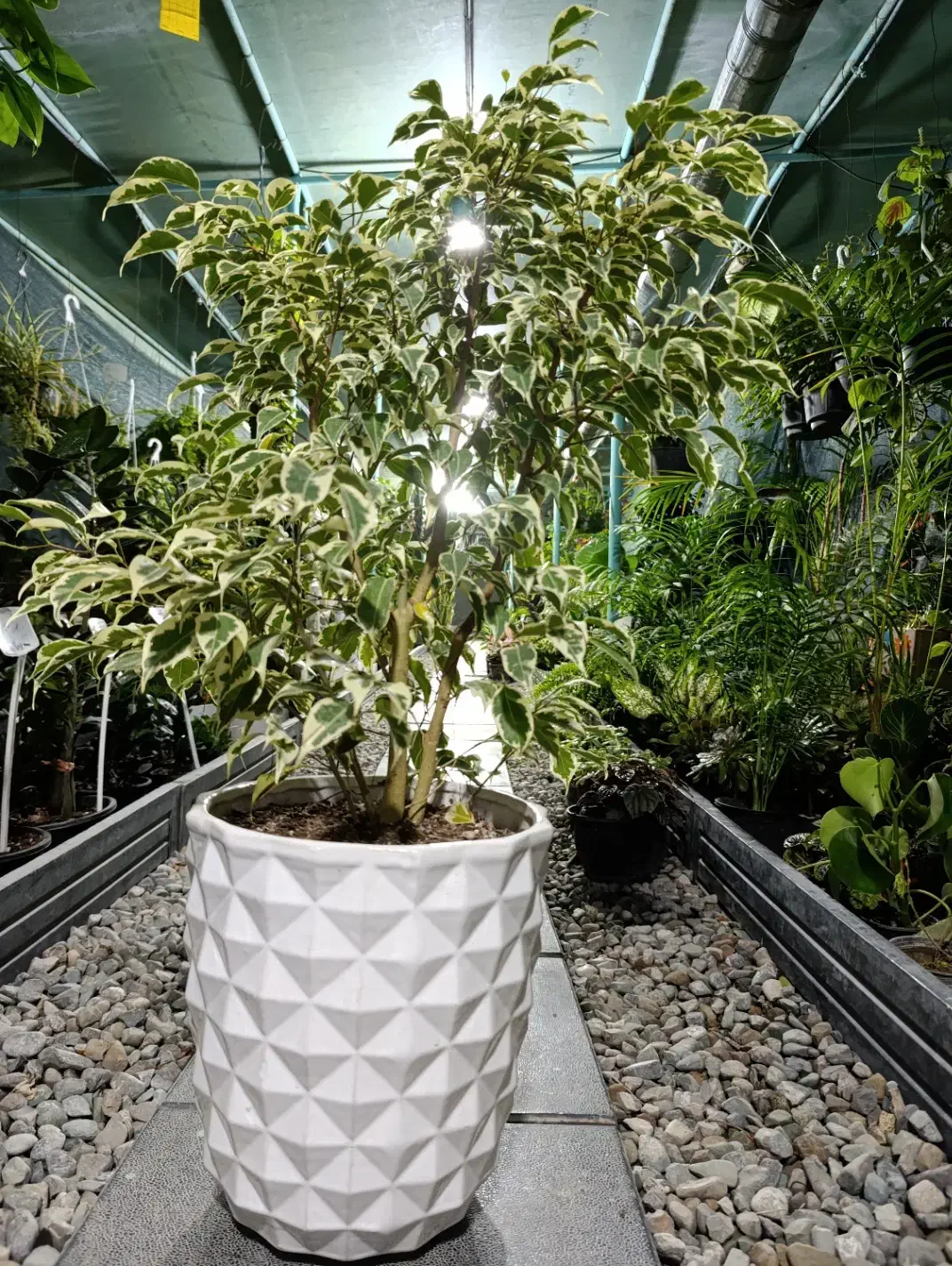 گل و گلدان|گل و گیاه طبیعی|رباط‌کریم, شهرک درخشان|دیوار