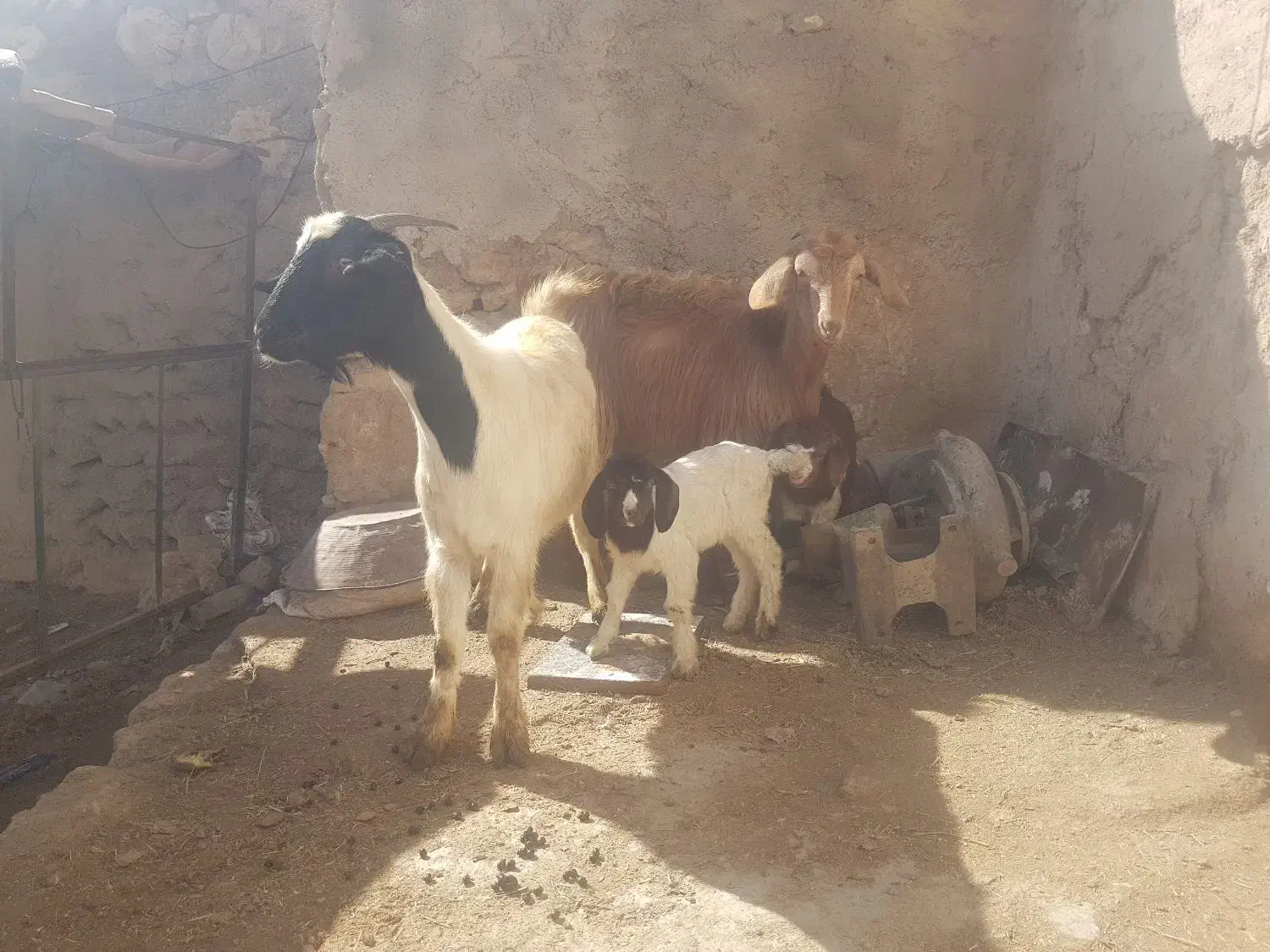 بزه بزغاله|حیوانات مزرعه|قیدار, |دیوار