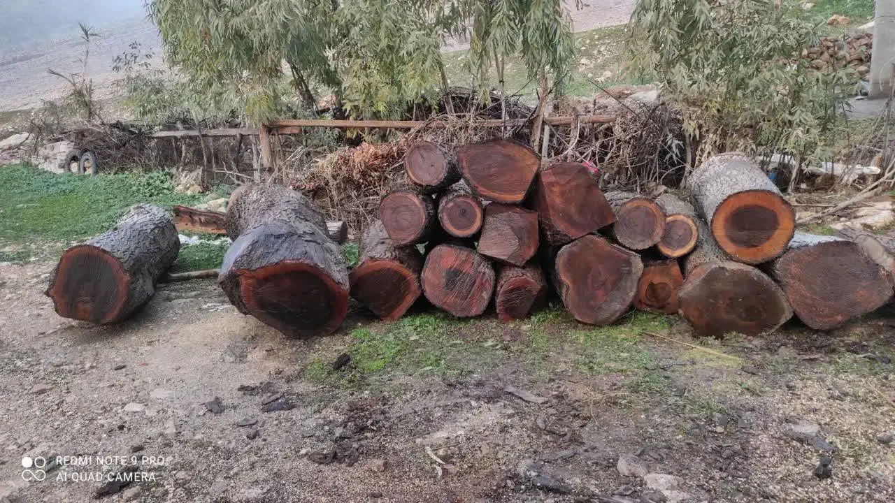 خرید چوب و درخت. میوه ای چنار صنوبر گردو کاج|خدمات باغبانی و درختکاری|کرج, سی متری صنعتکاران|دیوار