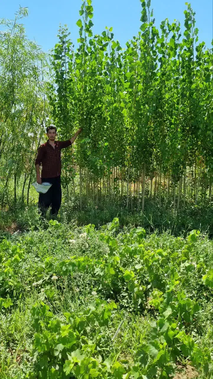 عرضه نهال سنوبر تبریزی اصل یکساله فقط۱۵هزار|خدمات باغبانی و درختکاری|سی‌سخت, |دیوار